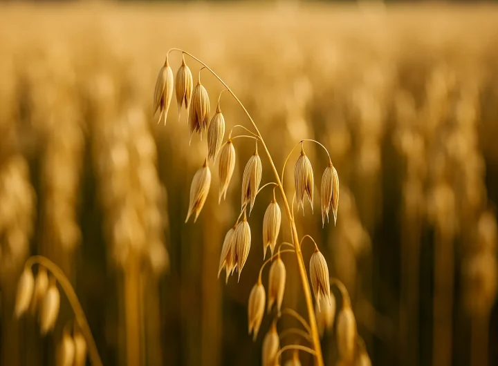 Zob – Nutritivna Moćna Žitarica za Zdravlje, Energiju i Održiv Život