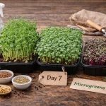 Kako Uzgojiti Microgreens u 7 Dana – Jednostavan DIY Sustav