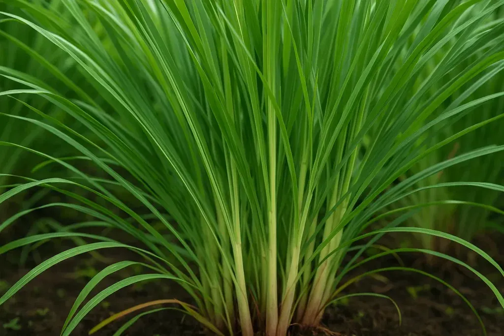 Limunska Trava – Ljekovita Biljka Snažnog Mirisa, Okusa i Učinka