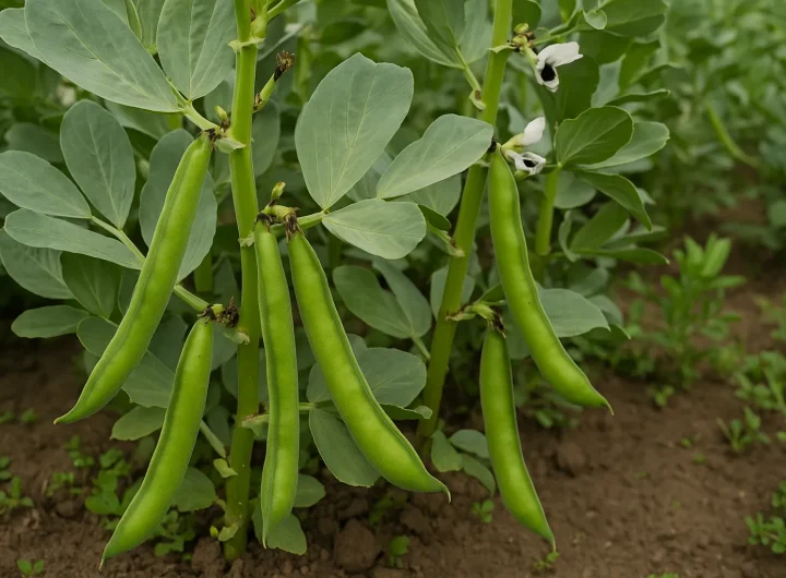 Bob i Njegov Uzgoj – Potpuni Vodič za Uspješnu i Održivu Proizvodnju