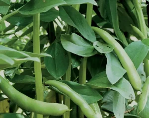 Konjski Bob – Zaboravljena Mahunarka s Velikim Potencijalom