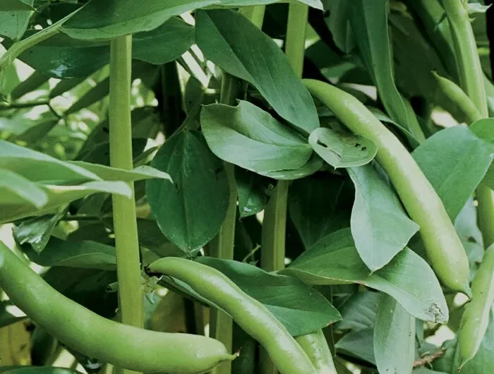 Konjski Bob – Zaboravljena Mahunarka s Velikim Potencijalom