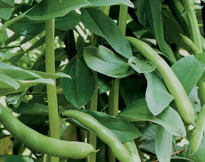 Konjski Bob – Zaboravljena Mahunarka s Velikim Potencijalom