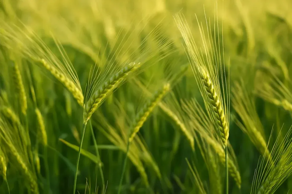 Ječam – Drevna Žitarica s Modernom Vrijednošću