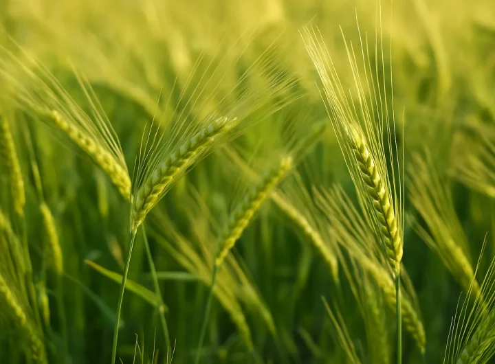 Ječam – Drevna Žitarica s Modernom Vrijednošću