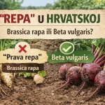 Što se u Hrvatskoj Podrazumijeva Pod Pojmom “Repa” – Brassica rapa ili Beta Vulgaris?