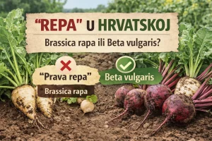 Što se u Hrvatskoj Podrazumijeva Pod Pojmom “Repa” – Brassica rapa ili Beta Vulgaris?