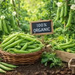 Grašak Šećerac u Ekološkom Uzgoju – Bez Kemije do Slatkih Mahuna