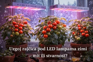 Uzgoj Rajčica pod LED Lampama Zimi – Mit ili Stvarnost?