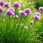 Vlasac (Allium Schoenoprasum) – Kompletan Vodič za Uzgoj, Prehrambene Vrijednosti i Primjenu u Kuhinji