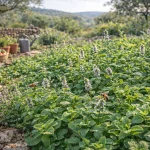 Permakulturni Uzgoj Metvice – Mirisna i Invazivna Saveznica Živog Vrta