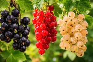 Ribiz (Ribes) – Crni, Crveni i Bijeli Ribiz: Uzgoj, Nutritivne Vrijednosti i Primjena u Kuhinji