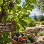 Organski Uzgoj Smokava – Mediteranski Uzgoj na Prirodan Način