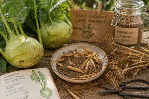 Kako Sačuvati Sjeme Korabice – Manje Poznata, ali Vrijedna Metoda