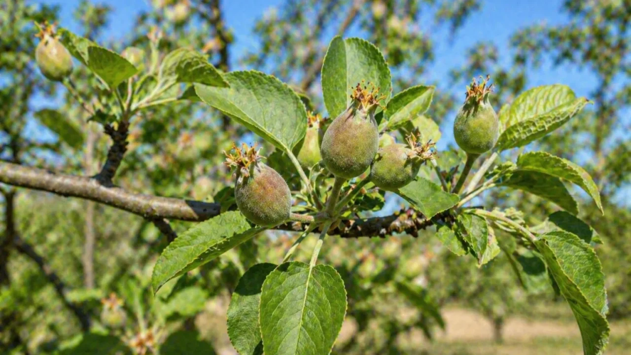 Mladi Plodovi Voćaka – Kako Podržati Razvoj U Proljeće