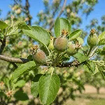 Mladi Plodovi Voćaka – Kako Podržati Razvoj U Proljeće