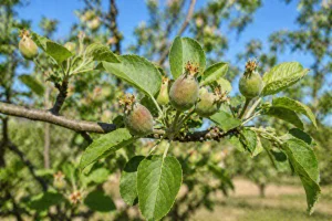 Mladi Plodovi Voćaka – Kako Podržati Razvoj U Proljeće