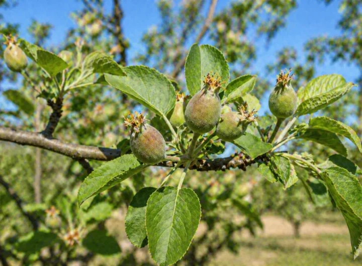 Mladi Plodovi Voćaka – Kako Podržati Razvoj U Proljeće