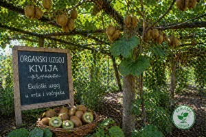 Organski Uzgoj Kivija – Ekološki Uzgoj u Vrtu i Voćnjaku