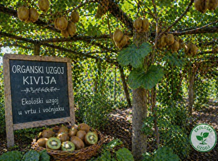 Organski Uzgoj Kivija – Ekološki Uzgoj u Vrtu i Voćnjaku