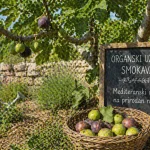 Organski Uzgoj Smokava – Mediteranski Uzgoj na Prirodan Način